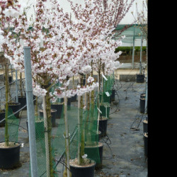 Prunus nipponica 'Brillant'