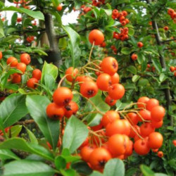 Pyracantha ‘Orange Glow’