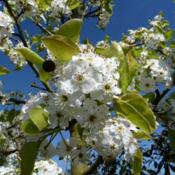 Pyrus calleryana Chantecler