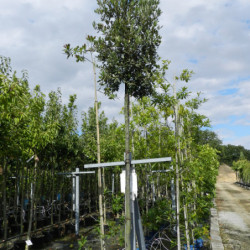 Quercus ilex - Chêne vert