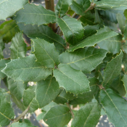 Quercus ilex - Chêne vert
