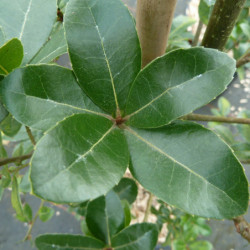 Quercus ilex - Chêne vert