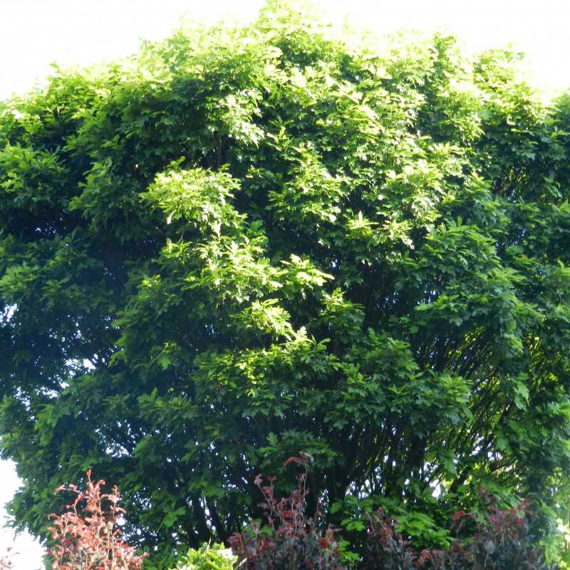 Quercus palustris 'Green Dwarf' - Chêne des marais