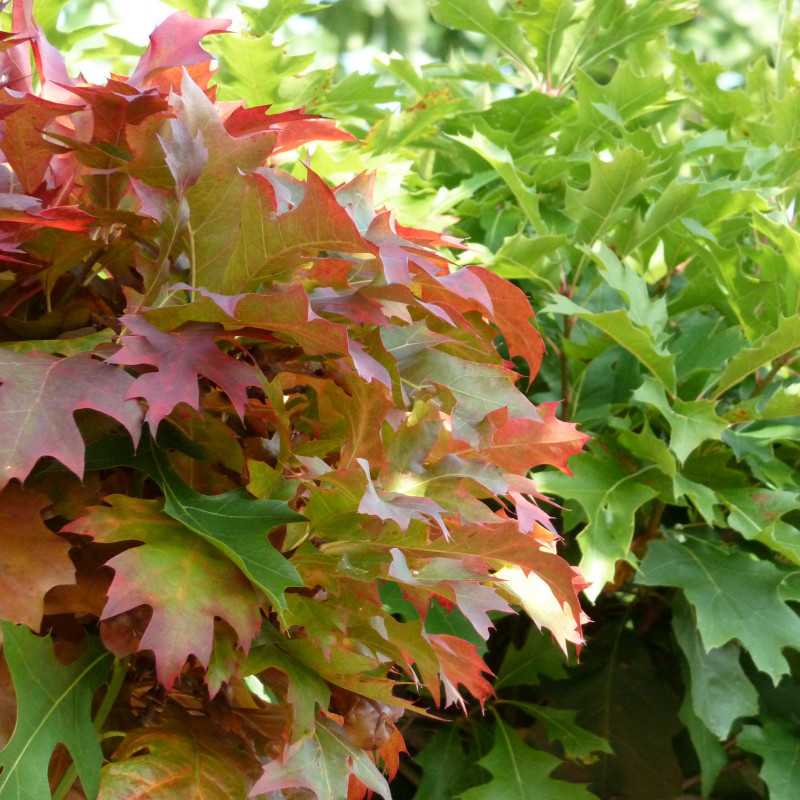 Quercus palustris 'Green Dwarf' - Chêne des marais