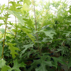 Quercus palustris 'Green pillar' ® - 'Pringreen' - Chêne des marais