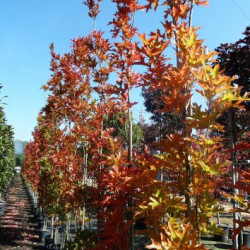 Quercus palustris 'Green pillar' ® - 'Pringreen' - Chêne des marais