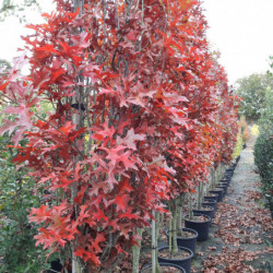 Quercus palustris 'Green pillar' ® - 'Pringreen' - Chêne des marais