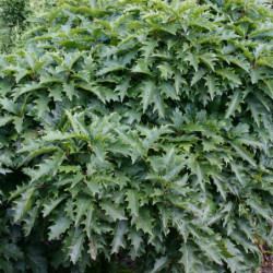 Quercus rubra 'Haaren' - Chêne rouge d'Amérique
