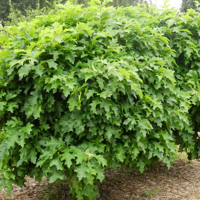 Quercus rubra 'Haaren' - Chêne rouge d'Amérique