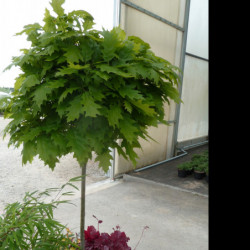 Quercus rubra 'Haaren' - Chêne rouge d'Amérique