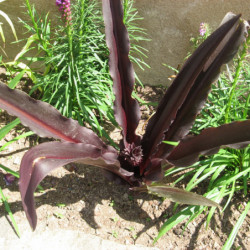 Eucomis comosa ‘Sparkling Burgundy’