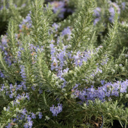 Rosmarinus officinalis ‘Pointe du Raz’