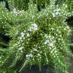 Rosmarinus officinalis ‘Pointe du Raz’