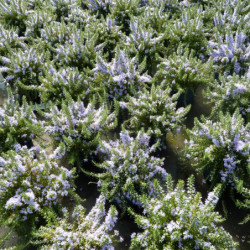 Rosmarinus officinalis ‘Pointe du Raz’