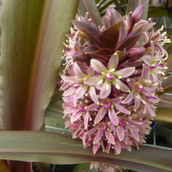 Eucomis comosa ‘Sparkling Burgundy’