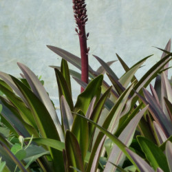 Eucomis comosa ‘Sparkling Burgundy’