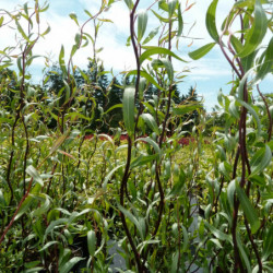 Salix tortuosa 'Chocolat' - Saule tortueux
