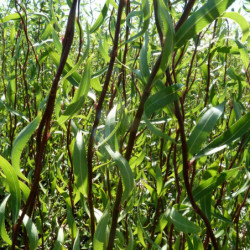 Salix tortuosa 'Chocolat' - Saule tortueux