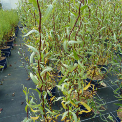 Salix tortuosa 'Chocolat' - Saule tortueux