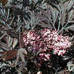 Sambucus nigra 'Black lace' ® - Eva' - Sureau noir