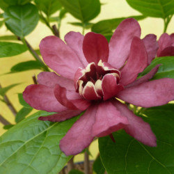 Sinocalycalycanthus raulstonii ‘Hartlage Wine’