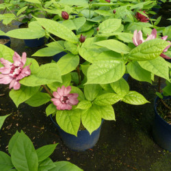 Sinocalycalycanthus raulstonii ‘Hartlage Wine’