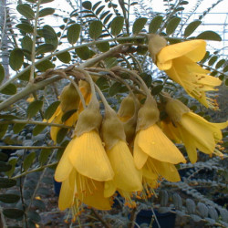 Sophora microphylla 'Sun King'