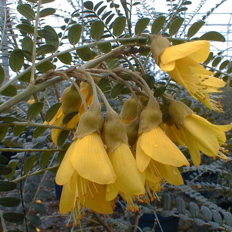 Sophora microphylla 'Sun King'