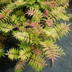 Sorbaria sorbifolia ‘Sem’