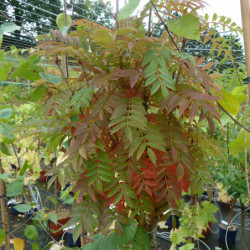 Sorbus aucuparia 'Autumn Spire' ® - Flanrock - Sorbier des oiseleurs