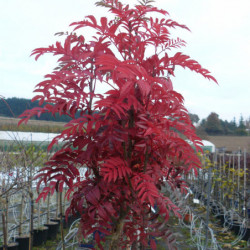 Sorbus aucuparia 'Autumn Spire' ® - Flanrock - Sorbier des oiseleurs