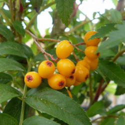 Sorbus aucuparia 'Autumn Spire' ® - Flanrock - Sorbier des oiseleurs