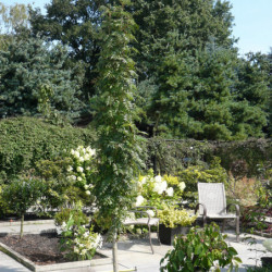 Sorbus aucuparia 'Autumn Spire' ® - Flanrock - Sorbier des oiseleurs