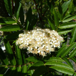 Sorbus aucuparia 'Autumn Spire' ® - Flanrock - Sorbier des oiseleurs