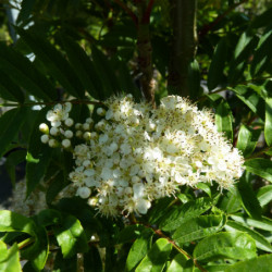 Sorbus aucuparia 'Autumn Spire' ® - Flanrock - Sorbier des oiseleurs