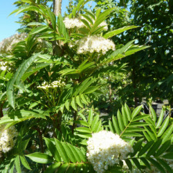 Sorbus aucuparia 'Autumn Spire' ® - Flanrock - Sorbier des oiseleurs
