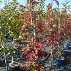 Sorbus aucuparia 'Autumn Spire' ® - Flanrock - Sorbier des oiseleurs