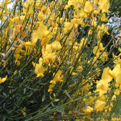 Spartium junceum