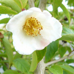 Stewartia pseudocamellia