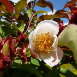 Stewartia pseudocamellia