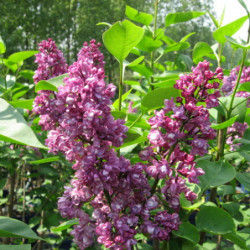 Syringa vulgaris ‘Charles Joly’