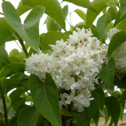 Syringa vulgaris ‘Mme Lemoine’