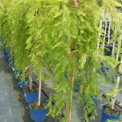 Taxodium distichum 'Cascade Falls' - Cyprès pleureur