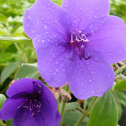 Tibouchina urvilleana - Fleur de velours