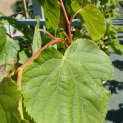 Tilia 'Winter Orange'