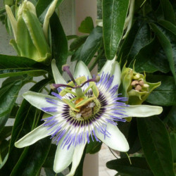 Passiflora caerulea