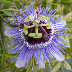 Passiflora caerulea
