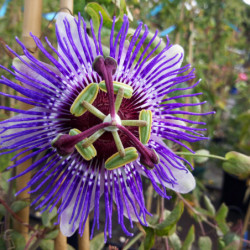 Passiflora caerulea