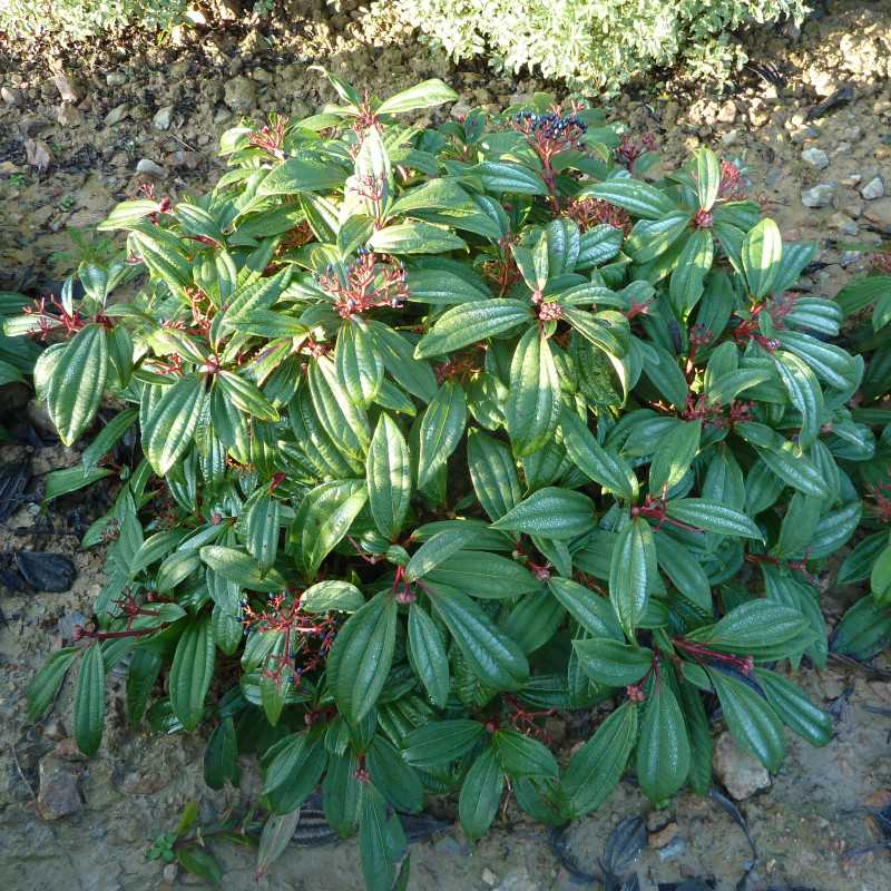 Feuillage persistant vert foncé du Viburnum davidii avec pétioles rouges