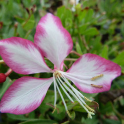 Gaura lindheimeri ‘Rosyjane’